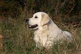 GOLDEN RETRIEVER 842